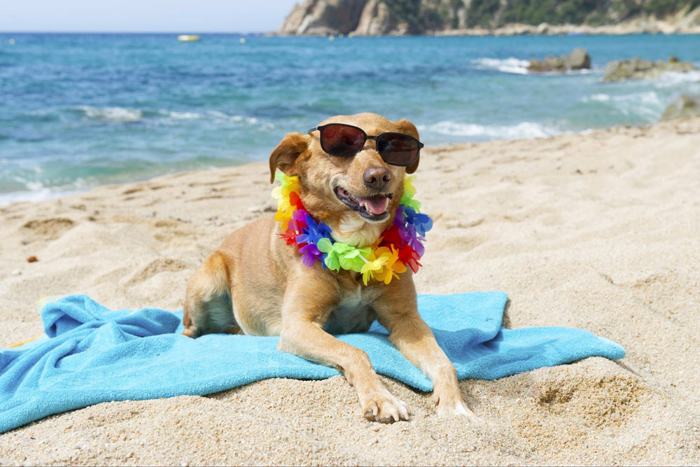 Vacanze con Cane a La Maddalena: Spiagge e Consigli Pet-Friendly